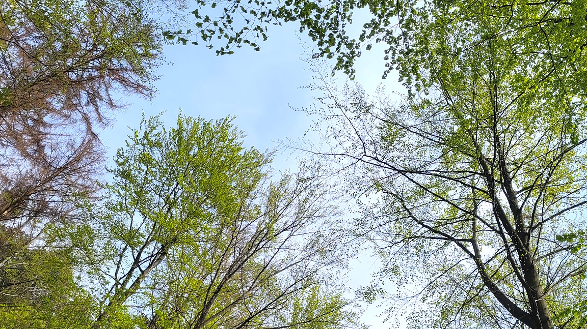 Wald Bad Grund 2022